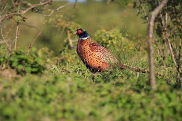 Burnbake Forest Lodges And Campsite Gallery 55