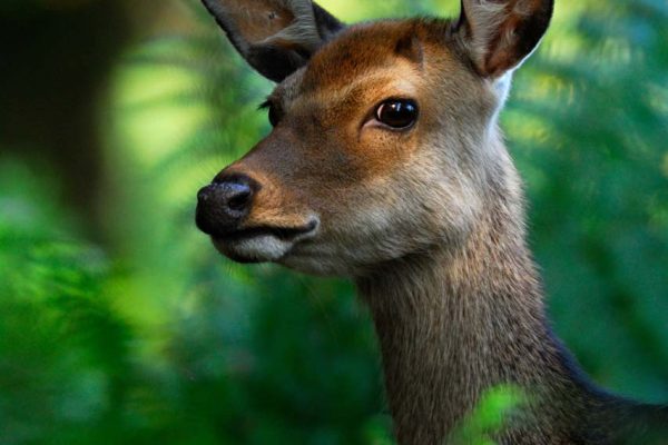 Wildlife at Burnbake Forest Lodges and Campsite