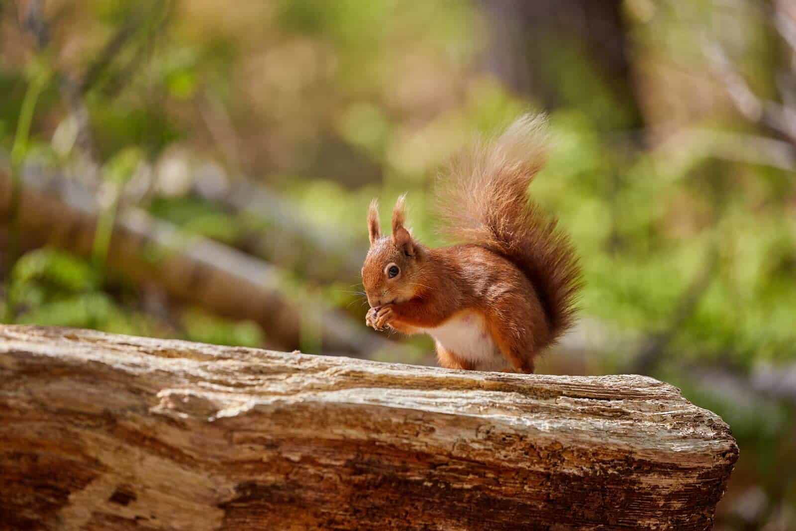 Guided Red Squirrel Walks