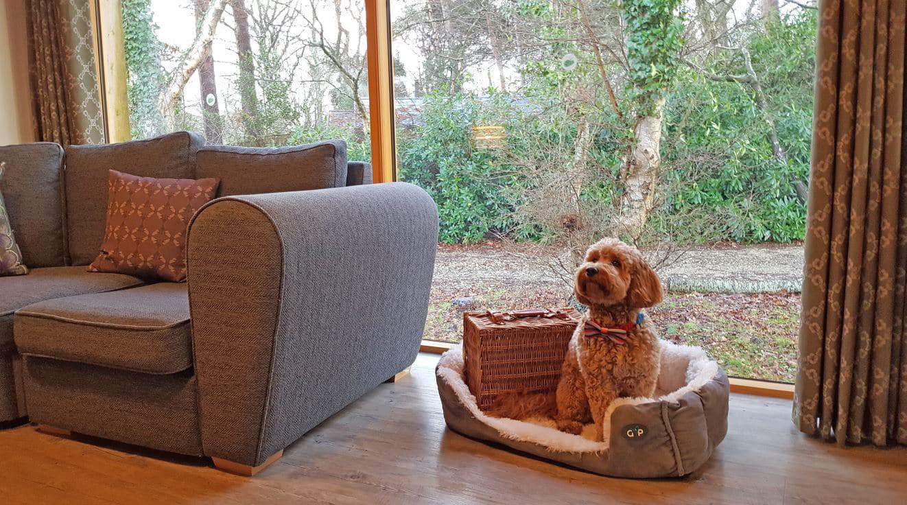 Two, two bedroom dog friendly lodges.