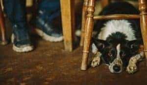 9 Dog friendly pubs close to Burnbake Forest Lodges