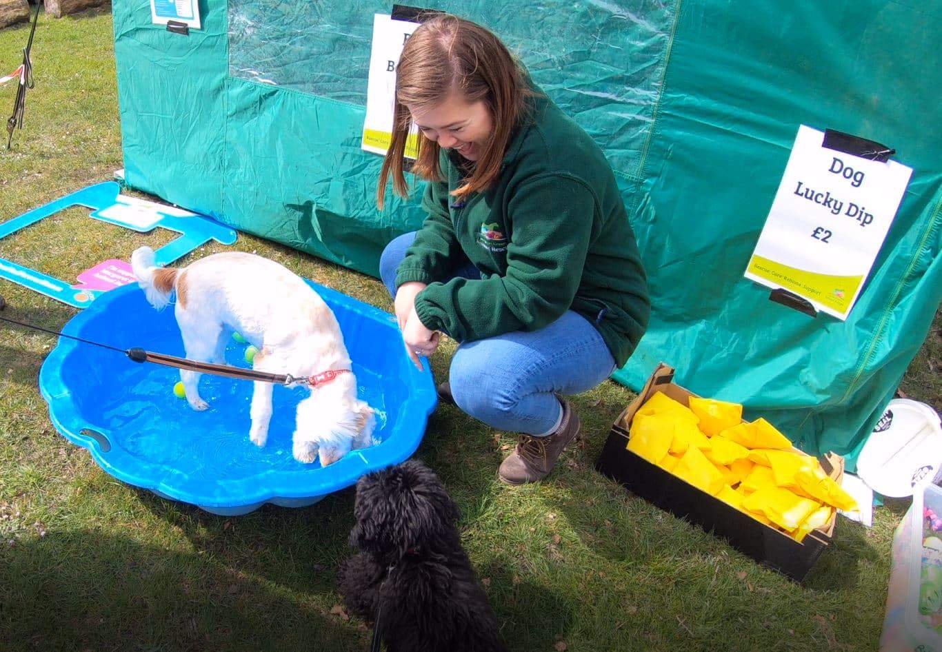 Dog Friendly Lodge Sponsored Walk At Burnbake Lodges Margaret Green Dorset Purbeck