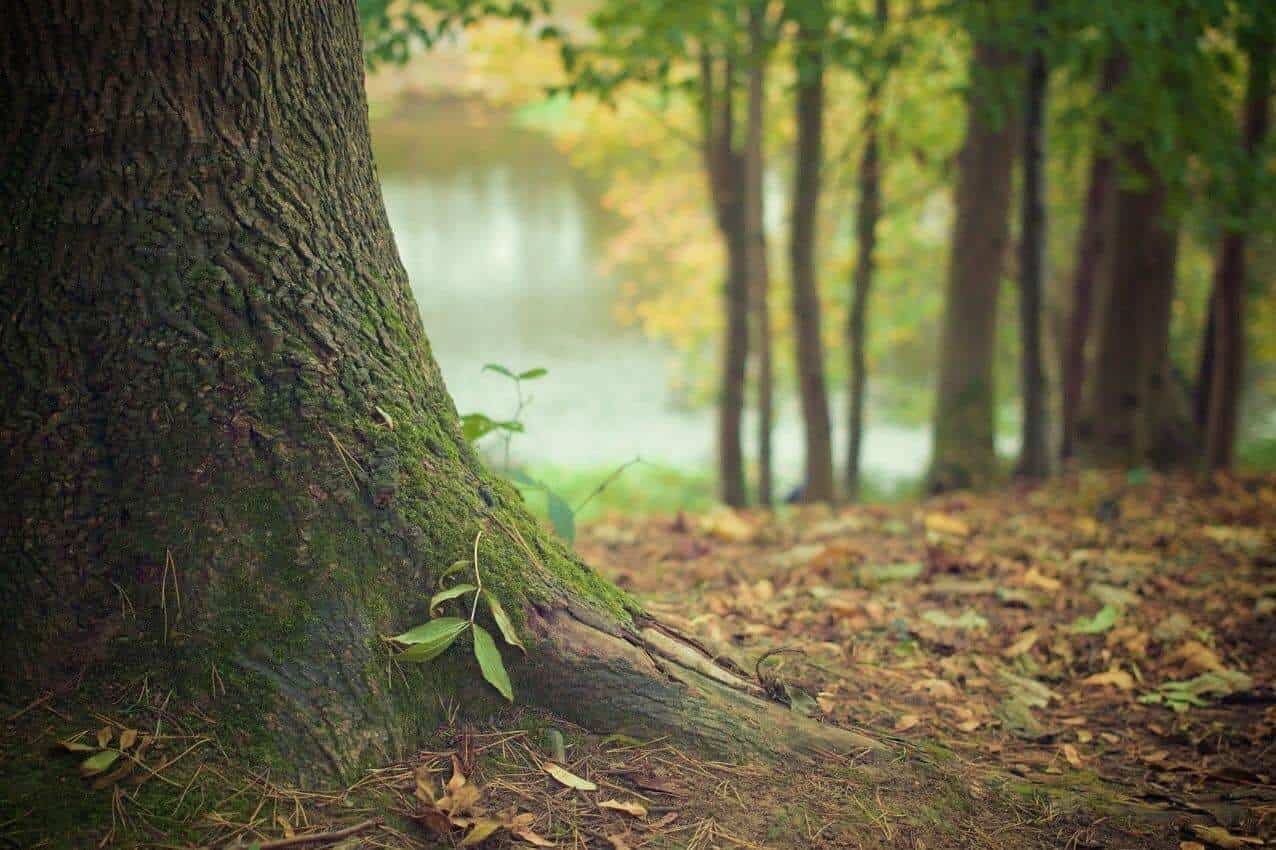 Forest Bathing