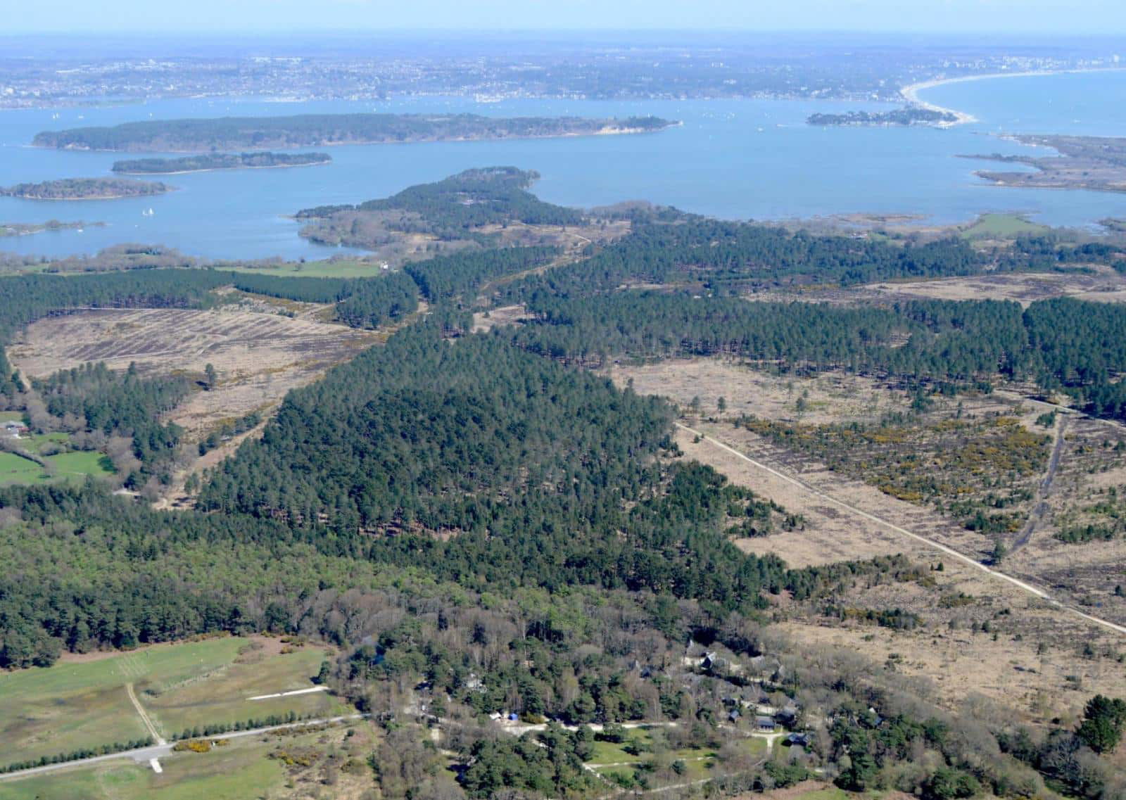 Purbeck Heaths is one of the most biodiverse areas of the country