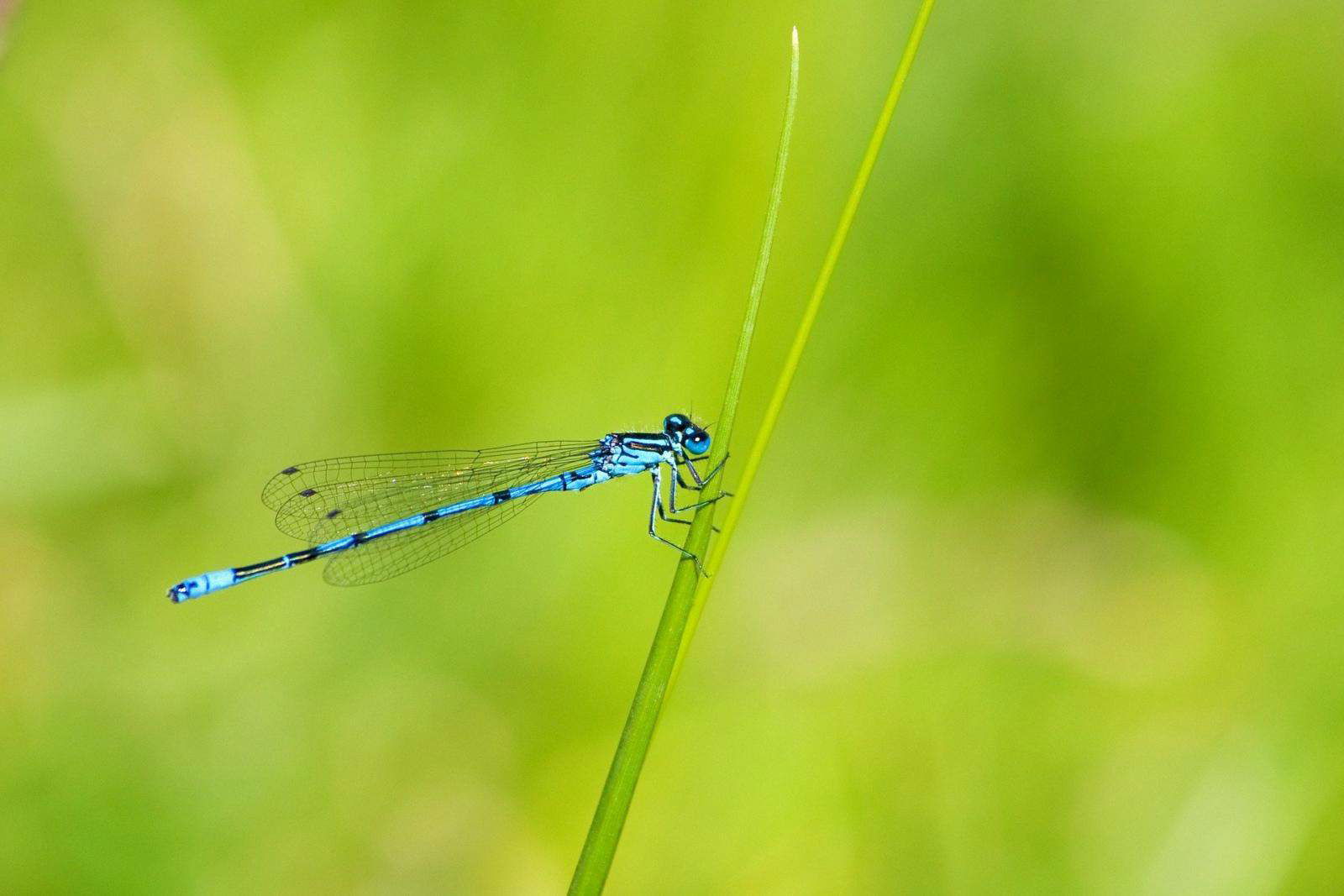 Purbeck Heaths National Nature Reserve Southern Damselfly