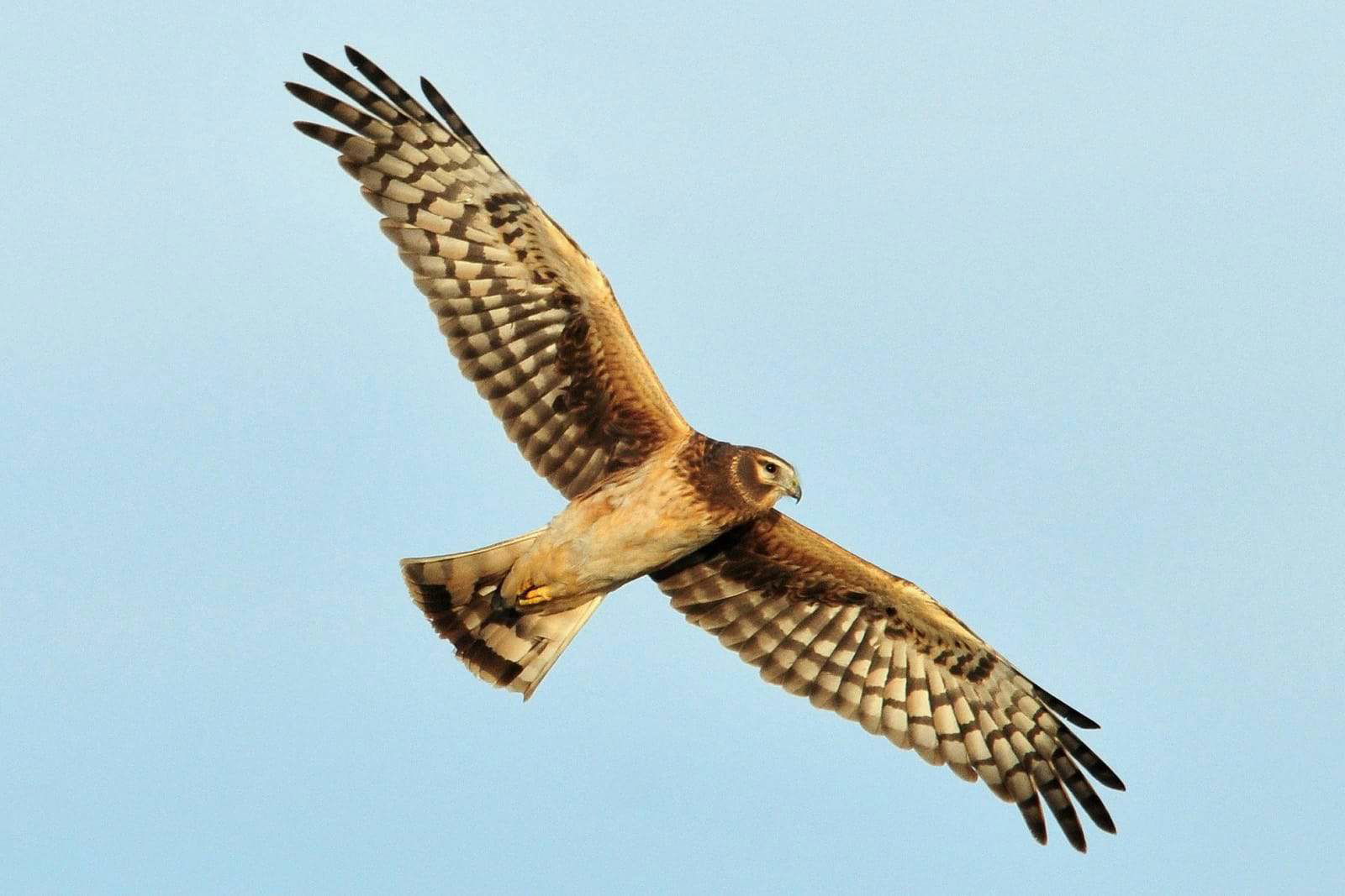 Purbeck Heaths National Nature Reserve Hen Harrier