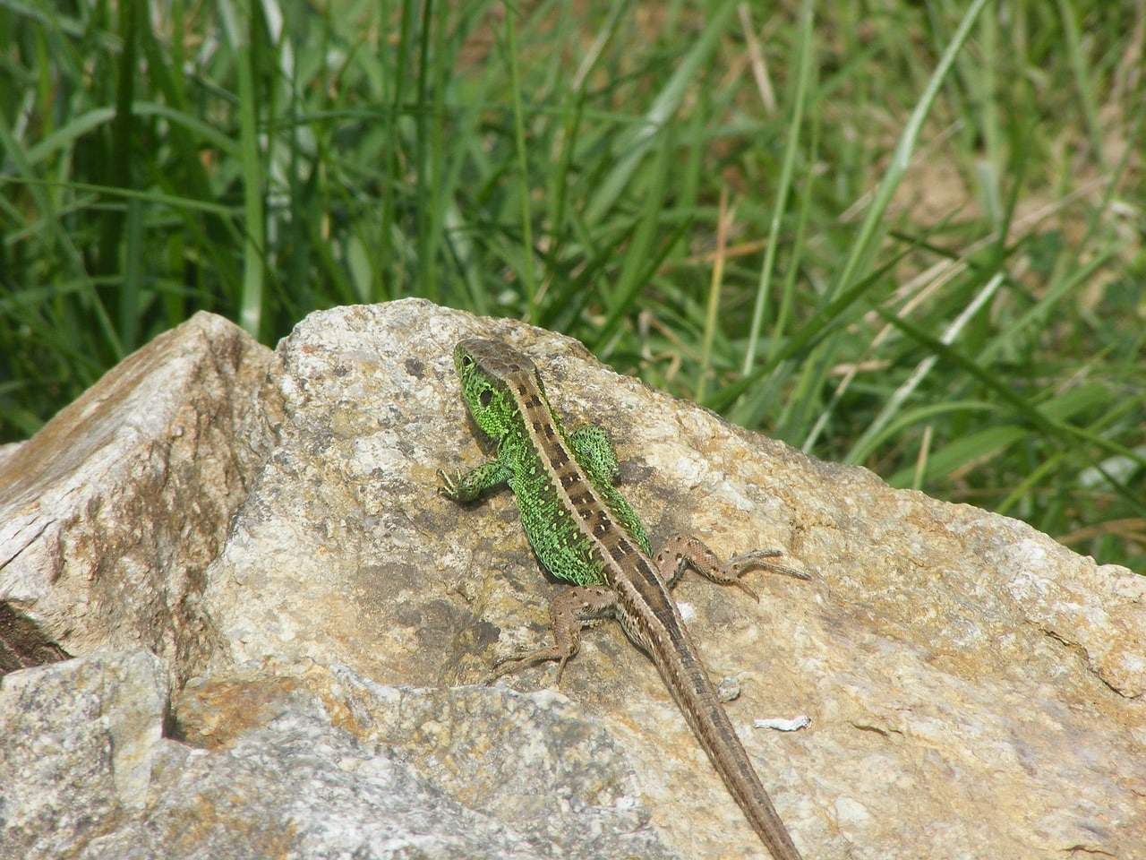 Purbeck Heaths National Nature Reserve Sand Lizard