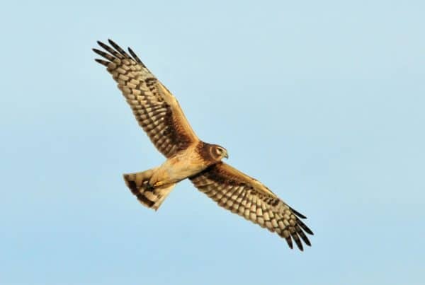 Purbeck Heaths National Nature Reserve - en Harrier