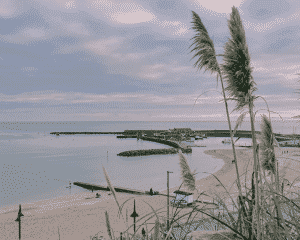 Tall grass and reeds are seen in the foreground, with a sandy beach and stone walls of a harbour in the background.