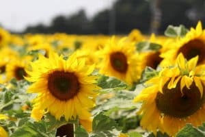 A field of yellow sunflowers on a sunny day.