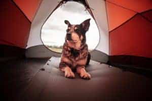 A black and white dog with large ears stares to the left of the camera, sitting inside a red tent.