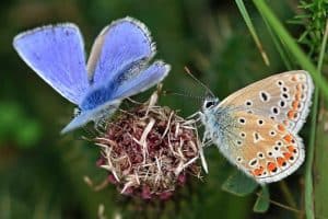 A bright blue buttery rests on a dried flower next to a beige butterfly with orange and black spotted wings