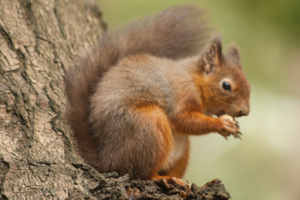 Red squirrel eats a nut whilst perched in tree.