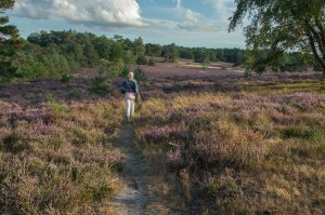 Woman walks across a heath of purple flowers in Dorset.