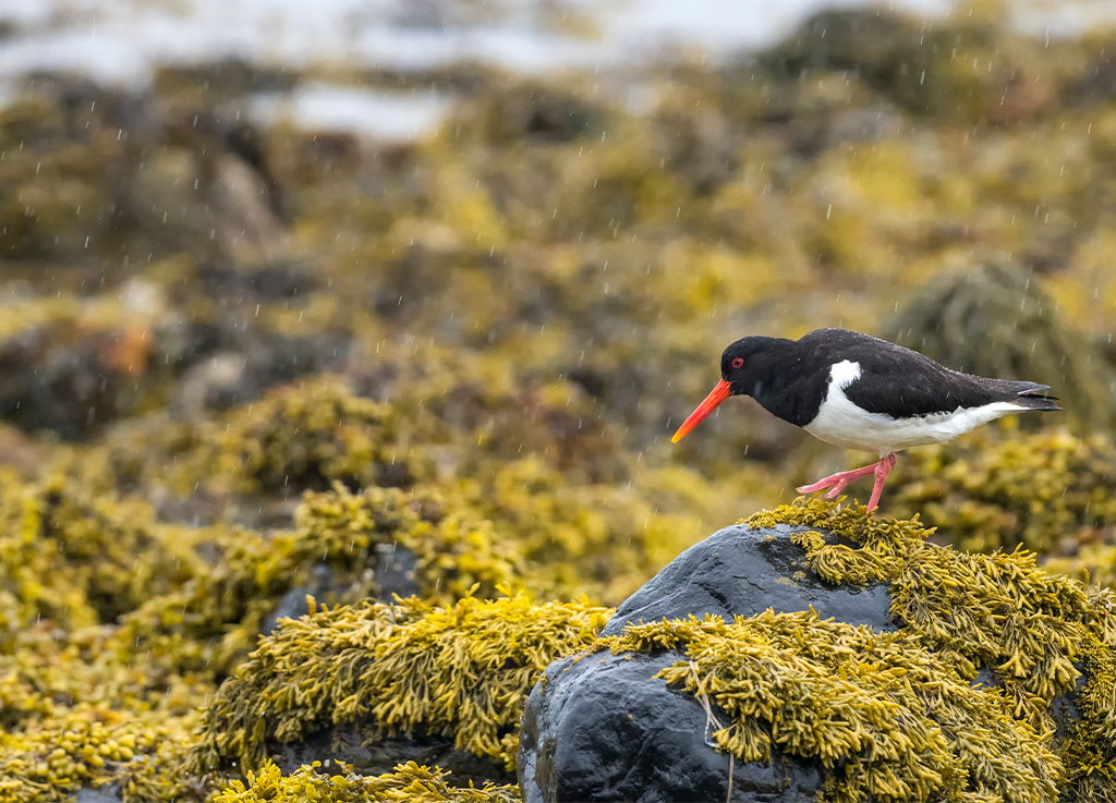 Oystercatcher bird